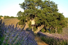 lavanda-luglio-005x